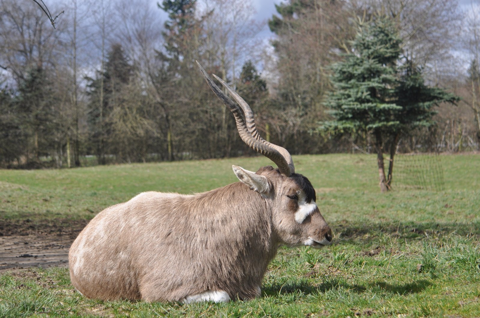 the horned animal is lying on grass near trees