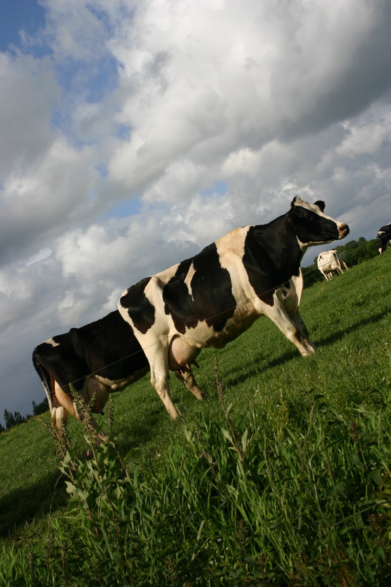 black and white cows in a field with clouds above