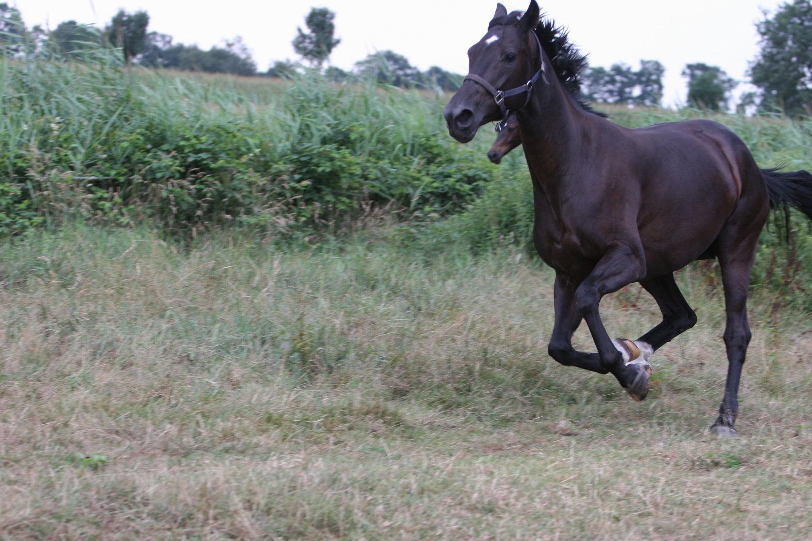a horse running in a grassy field with weeds