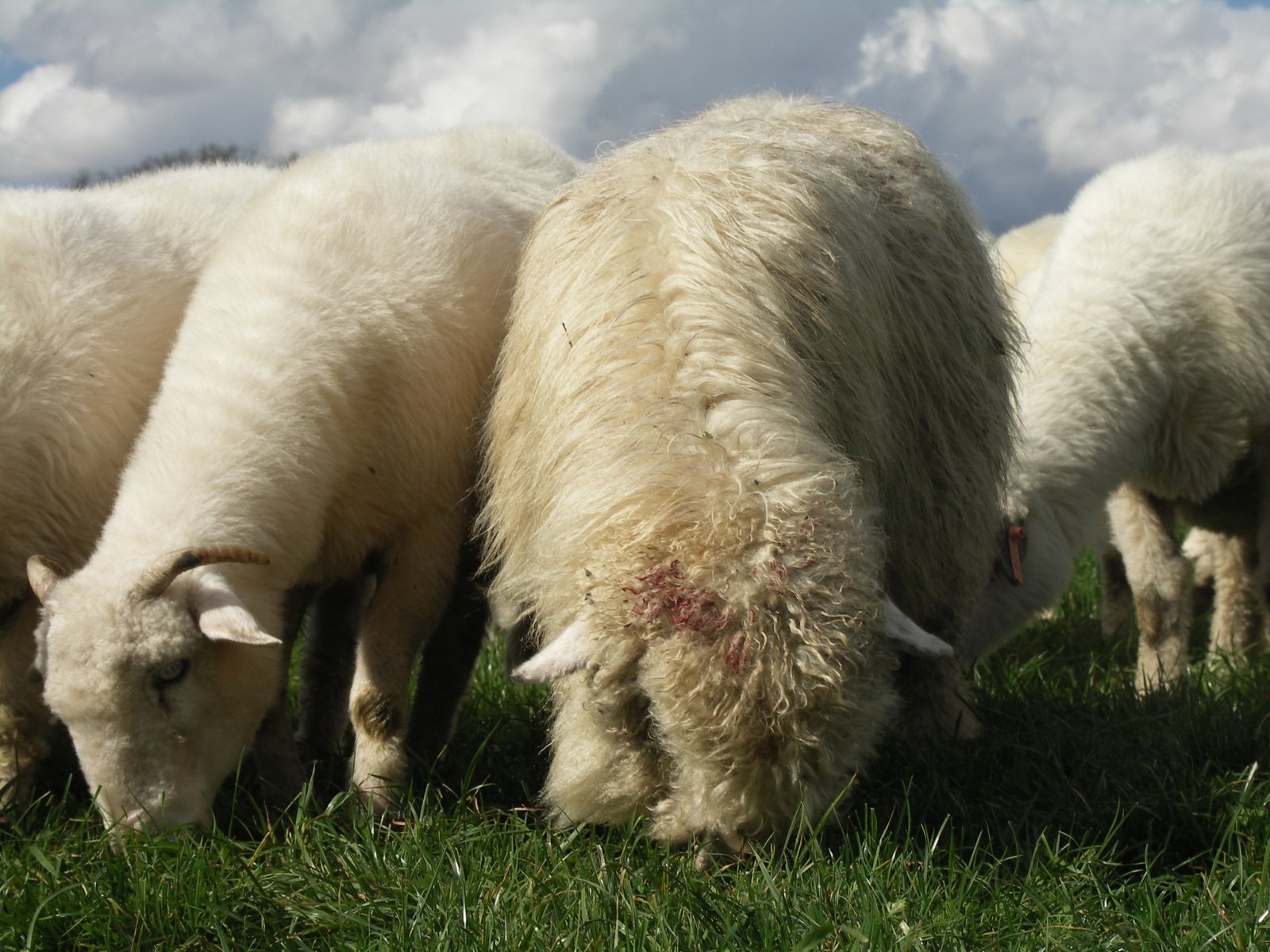 several sheep grazing in the grass on a sunny day