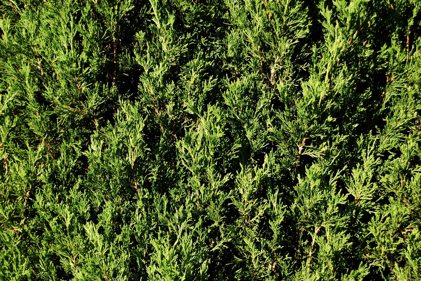 an aerial s of green shrubbery with no leaves