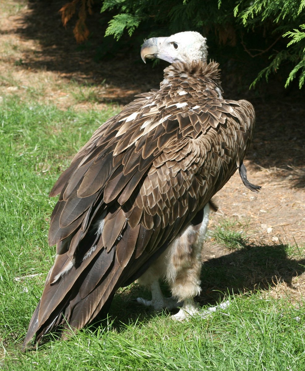 an image of an eagle standing on grass