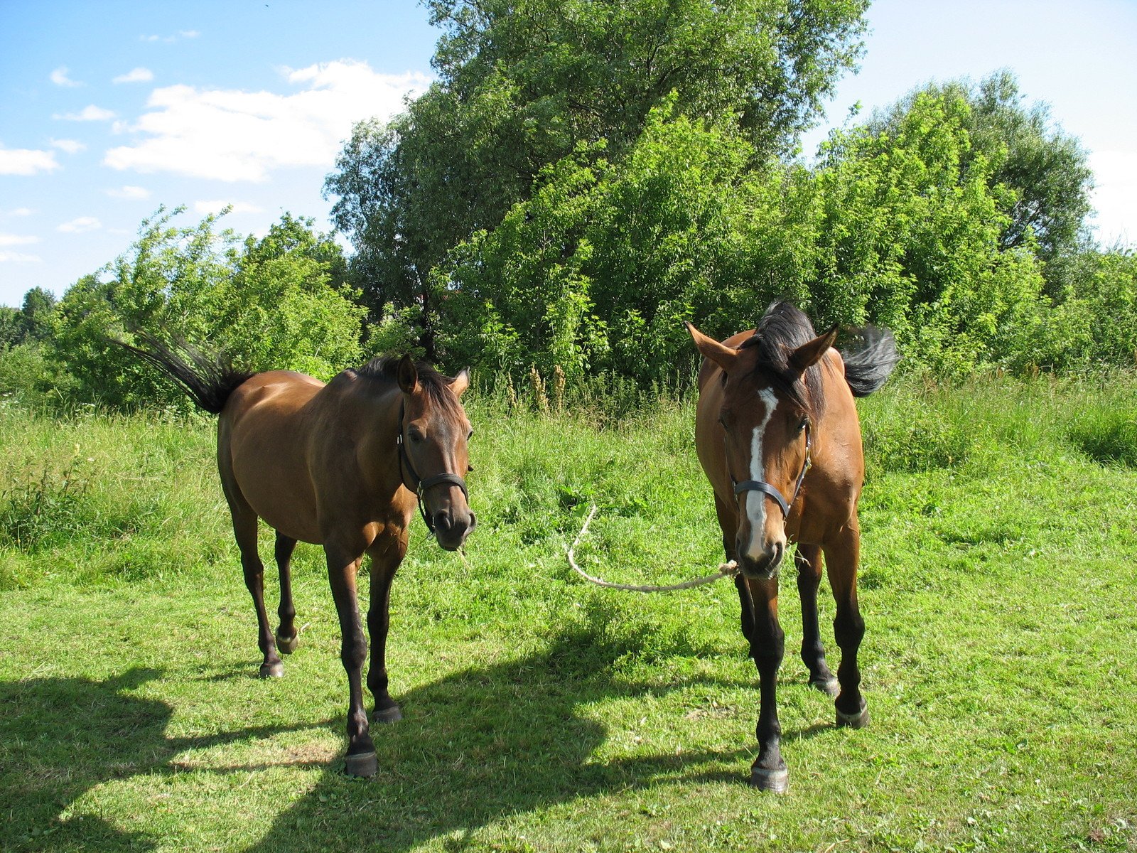 two horses with hats on their heads walk in the grass