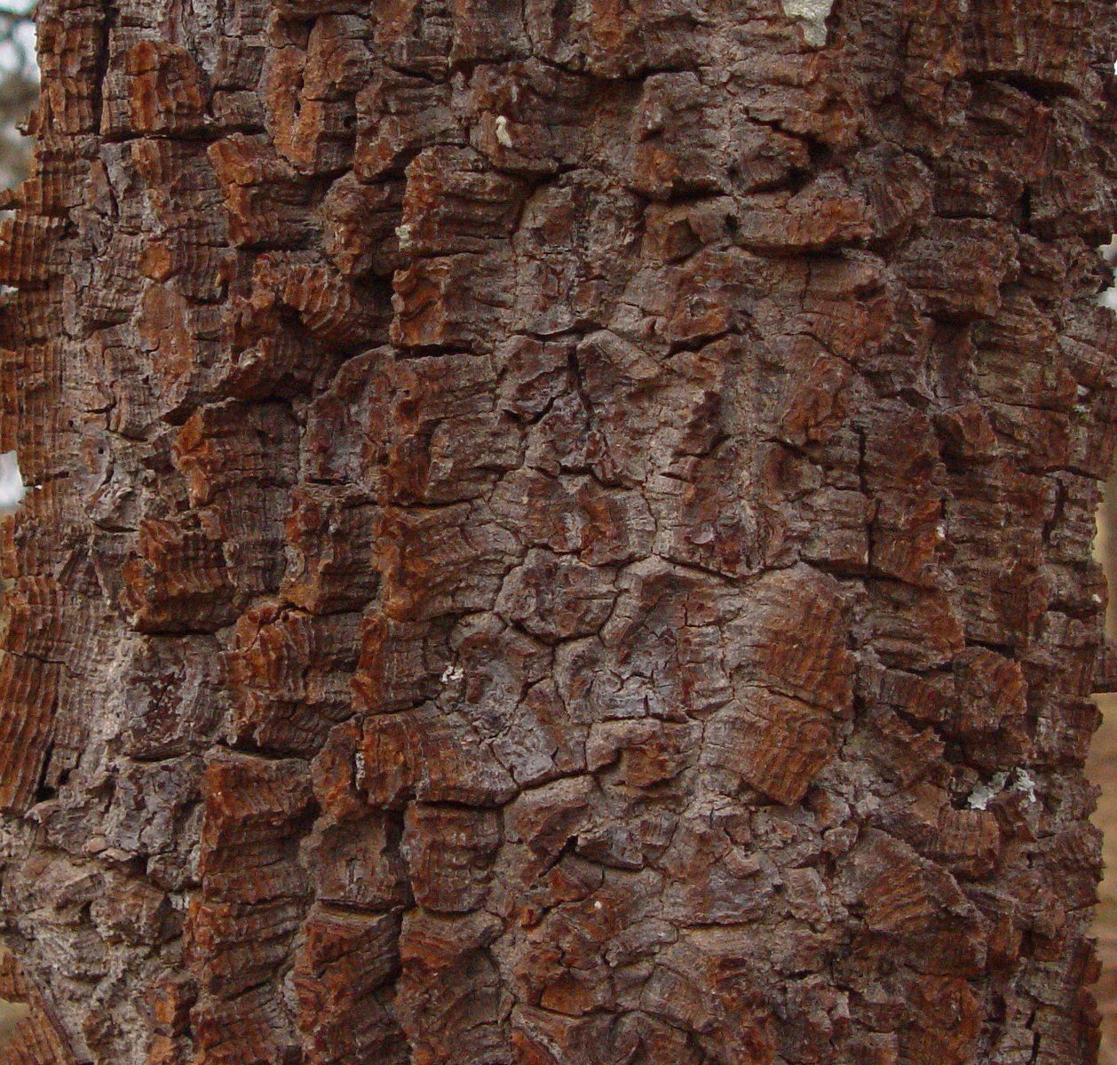 a pine tree has been grown for its annual growth