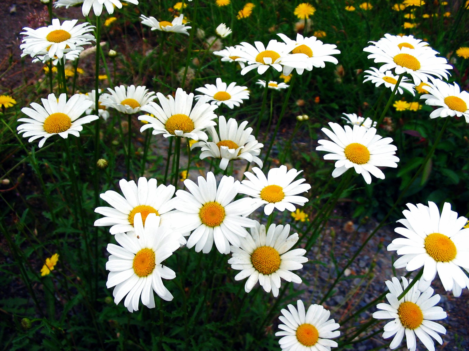 white flowers blooming next to the ground in a field