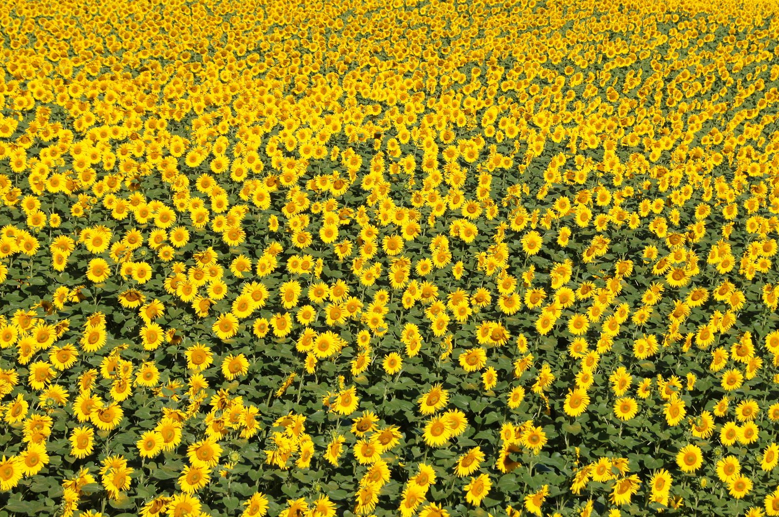 the field of sunflowers is in full bloom