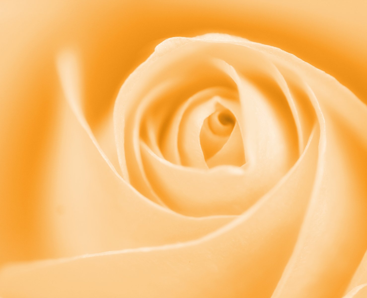 an abstract po of a rose in a yellow tone