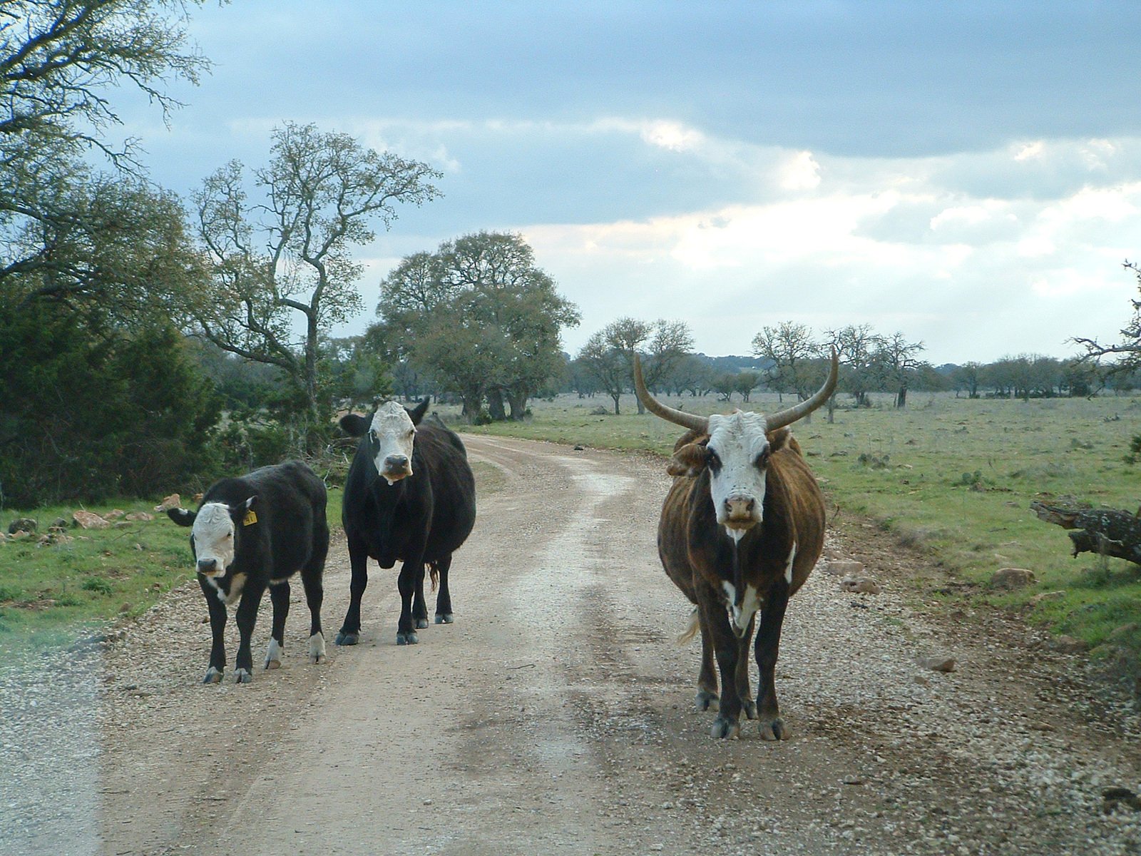 some animals walking down a dirt road in the wilderness