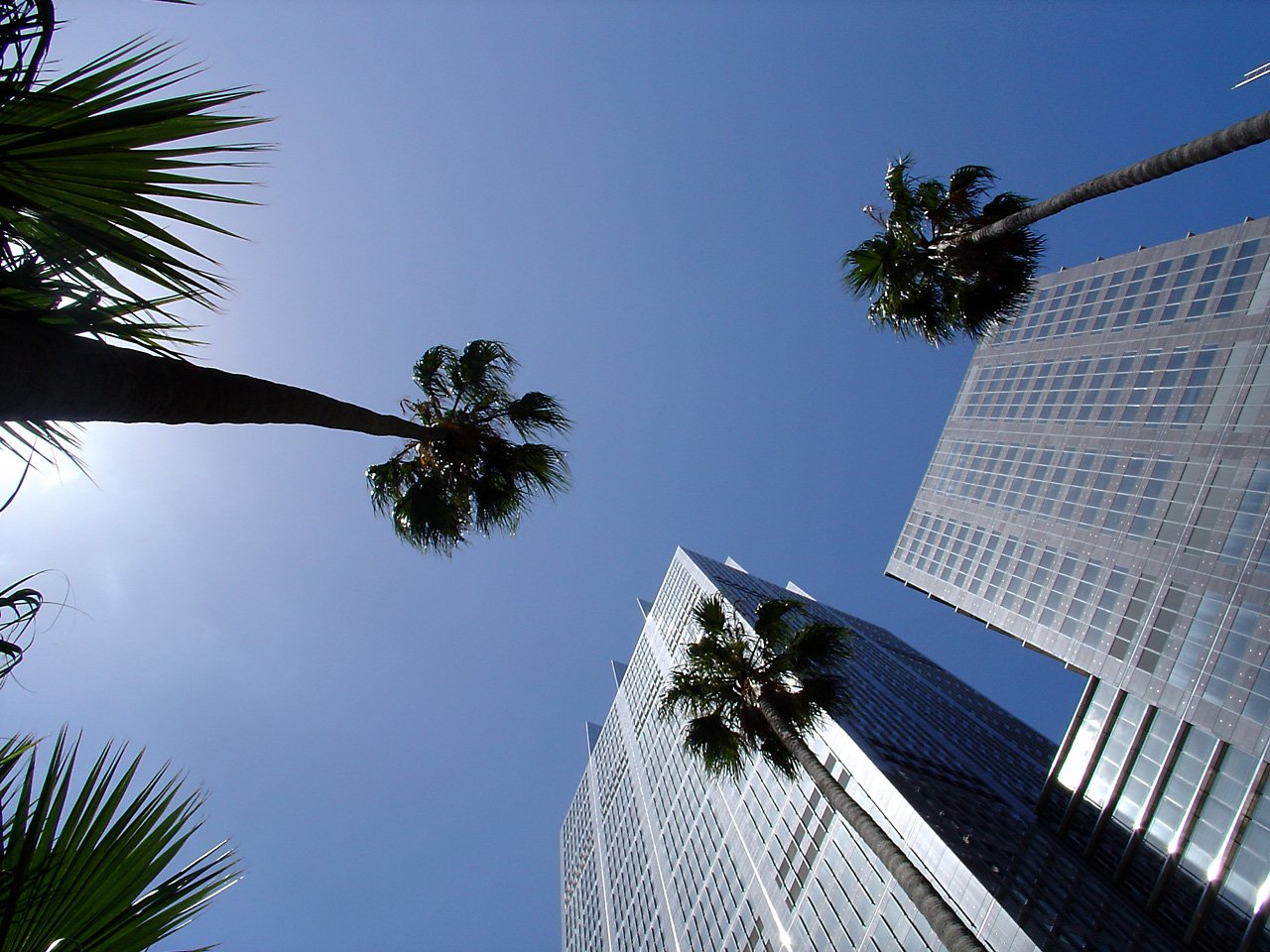 tall buildings are in the foreground of the po, with two palm trees on each