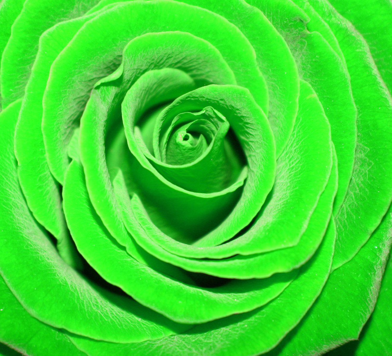 closeup image of green leaves and the center