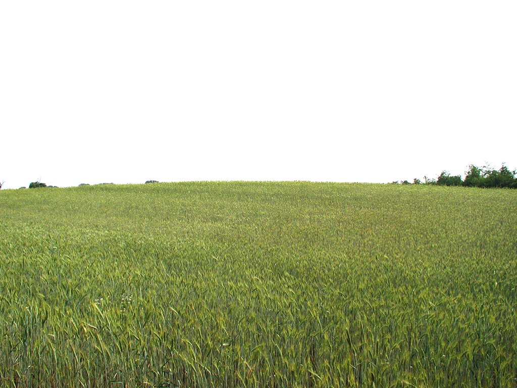 a large field that is filled with lush green grass