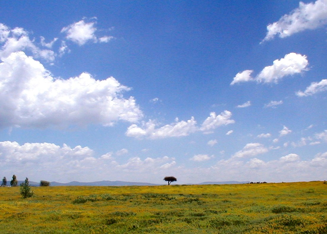 a yellow field with an elephant grazing on it