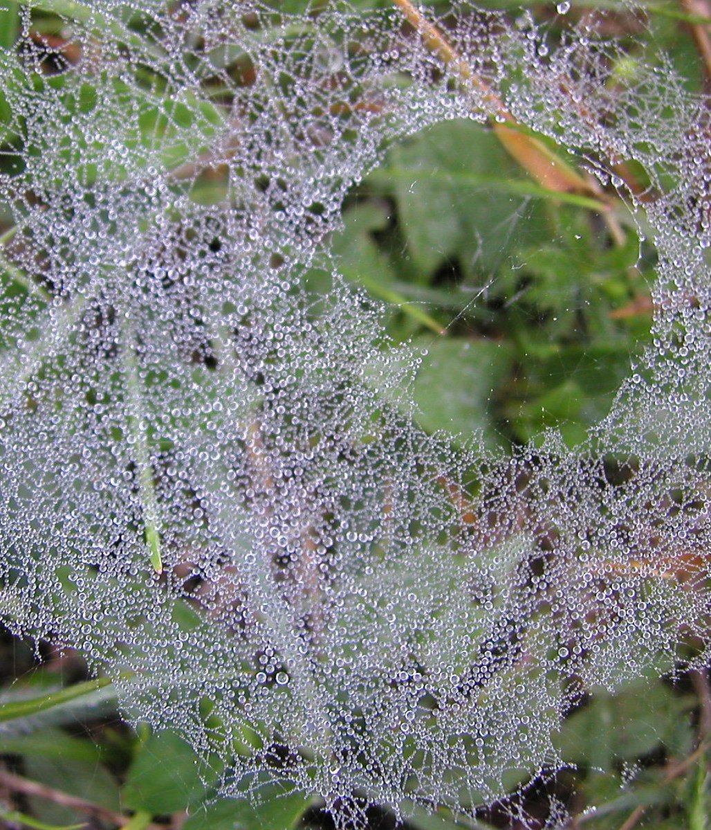 the dew is on some sort of plant outside