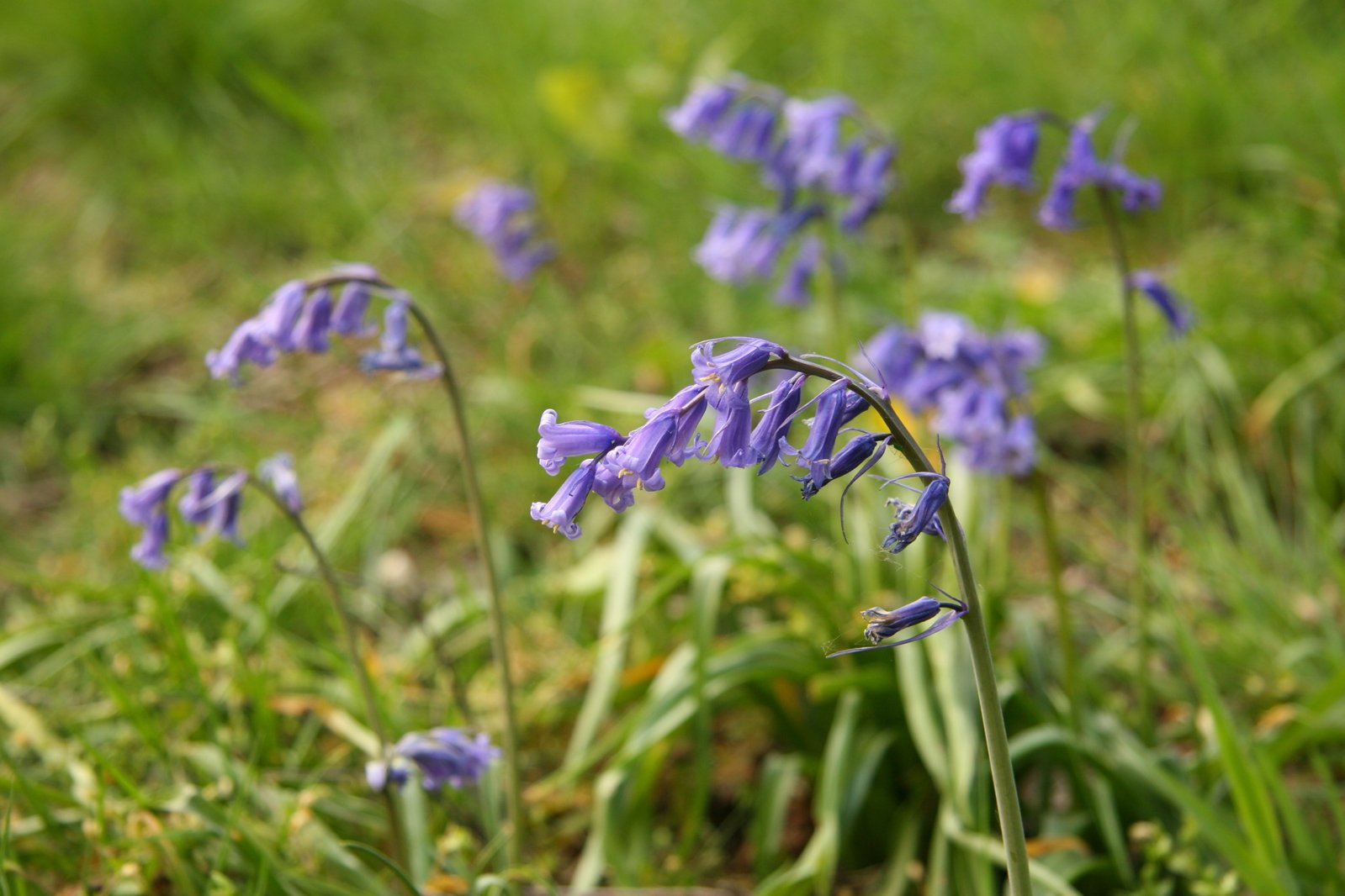 small purple flowers growing on a patch of grass