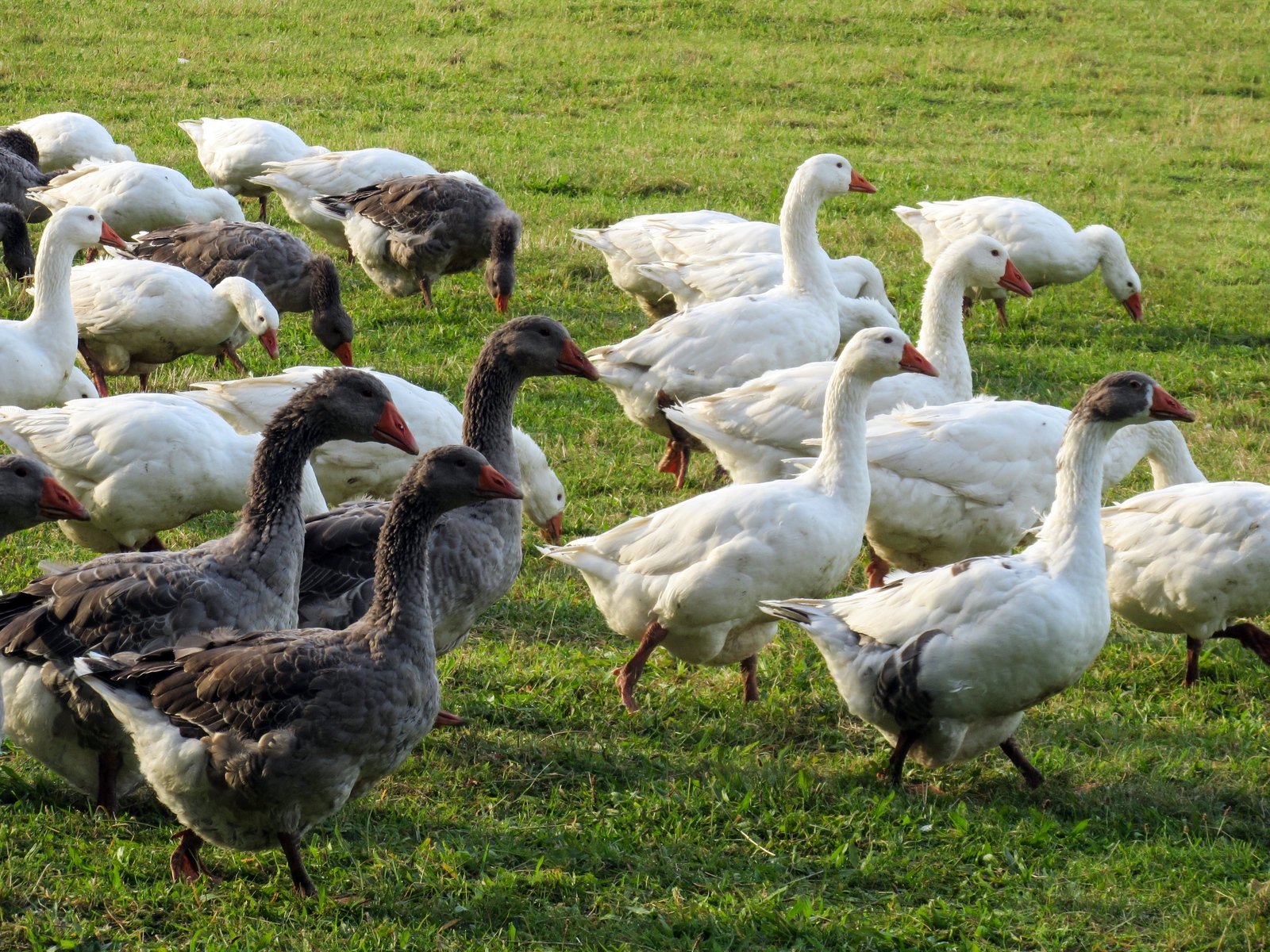 a large flock of ducks is standing in the grass