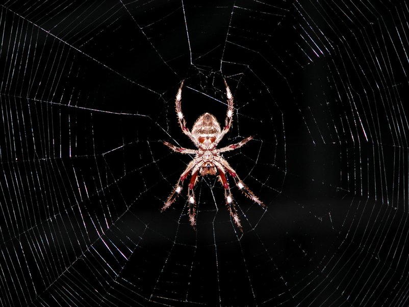 a large spider that is hanging on it's web