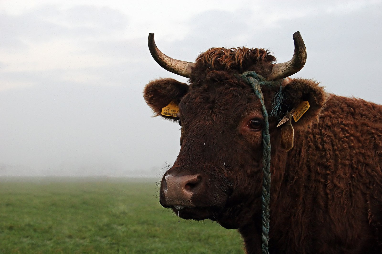 a cow with horns that is sitting in the grass