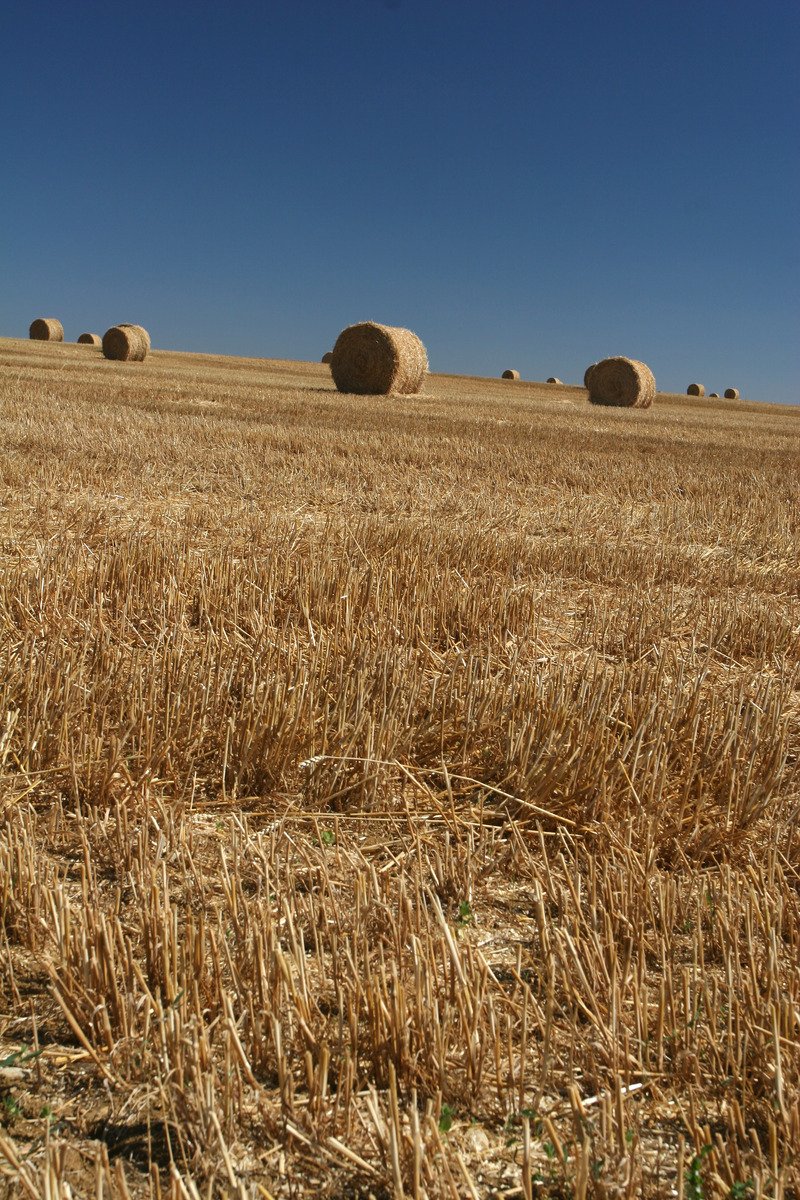 hay bails in a wheatfield under a blue sky