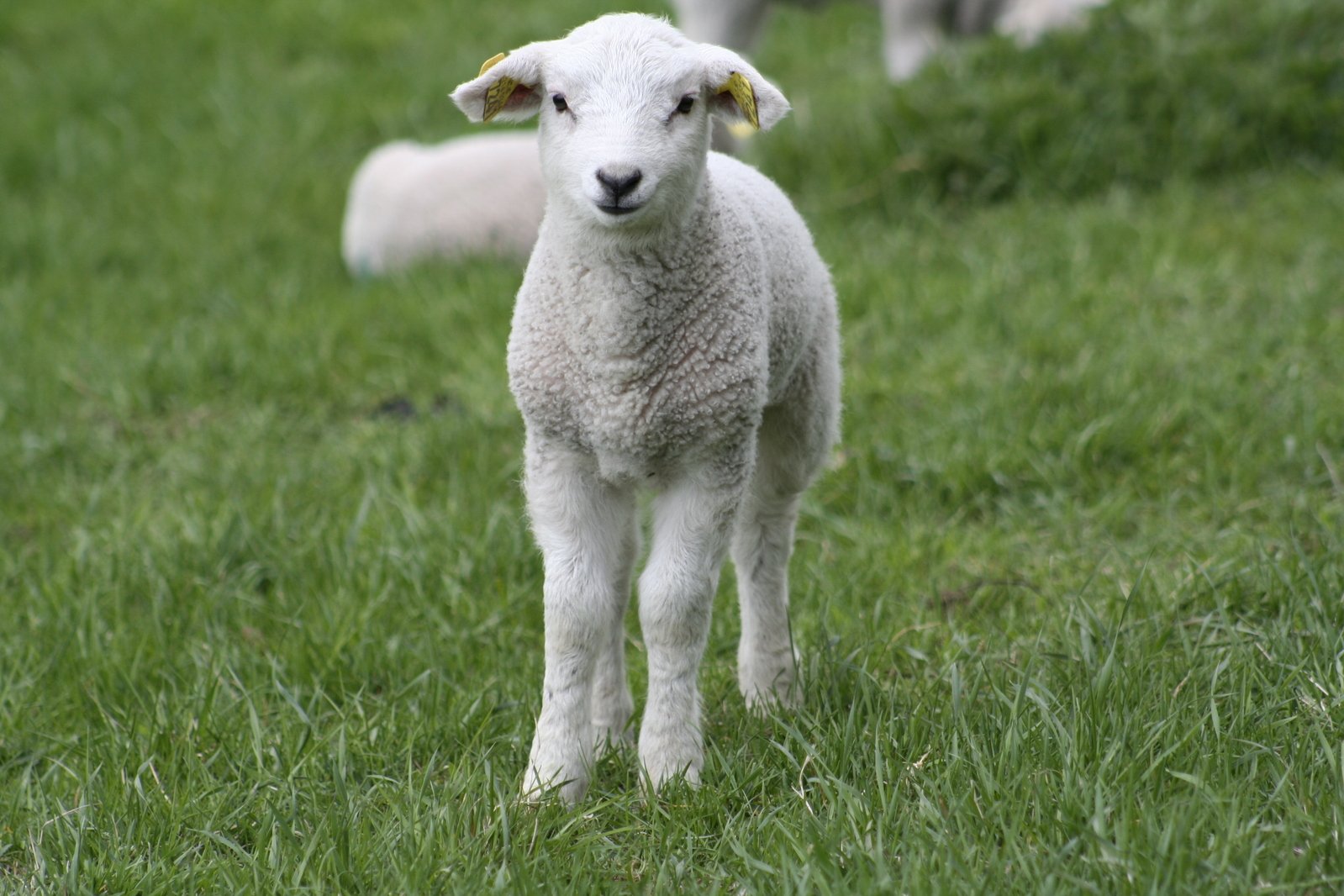 the baby sheep is standing alone in the grass