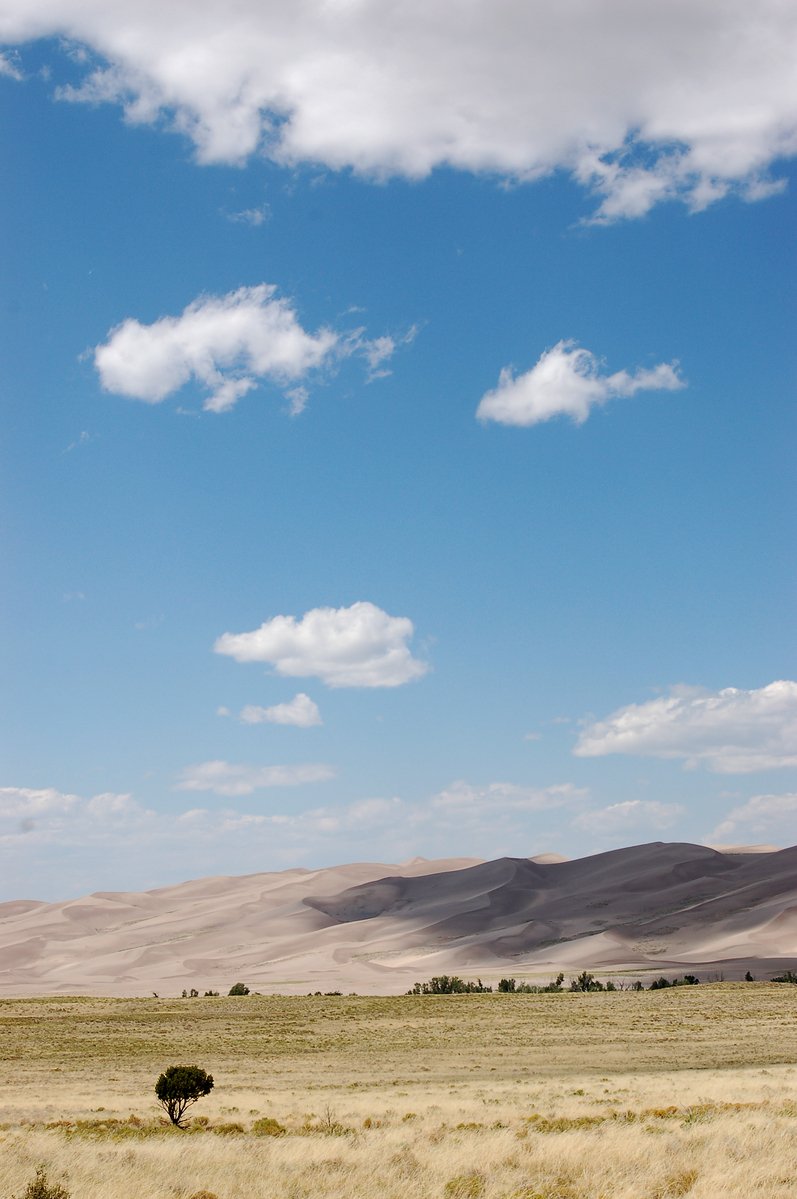 lone tree sitting out in the middle of an empty field