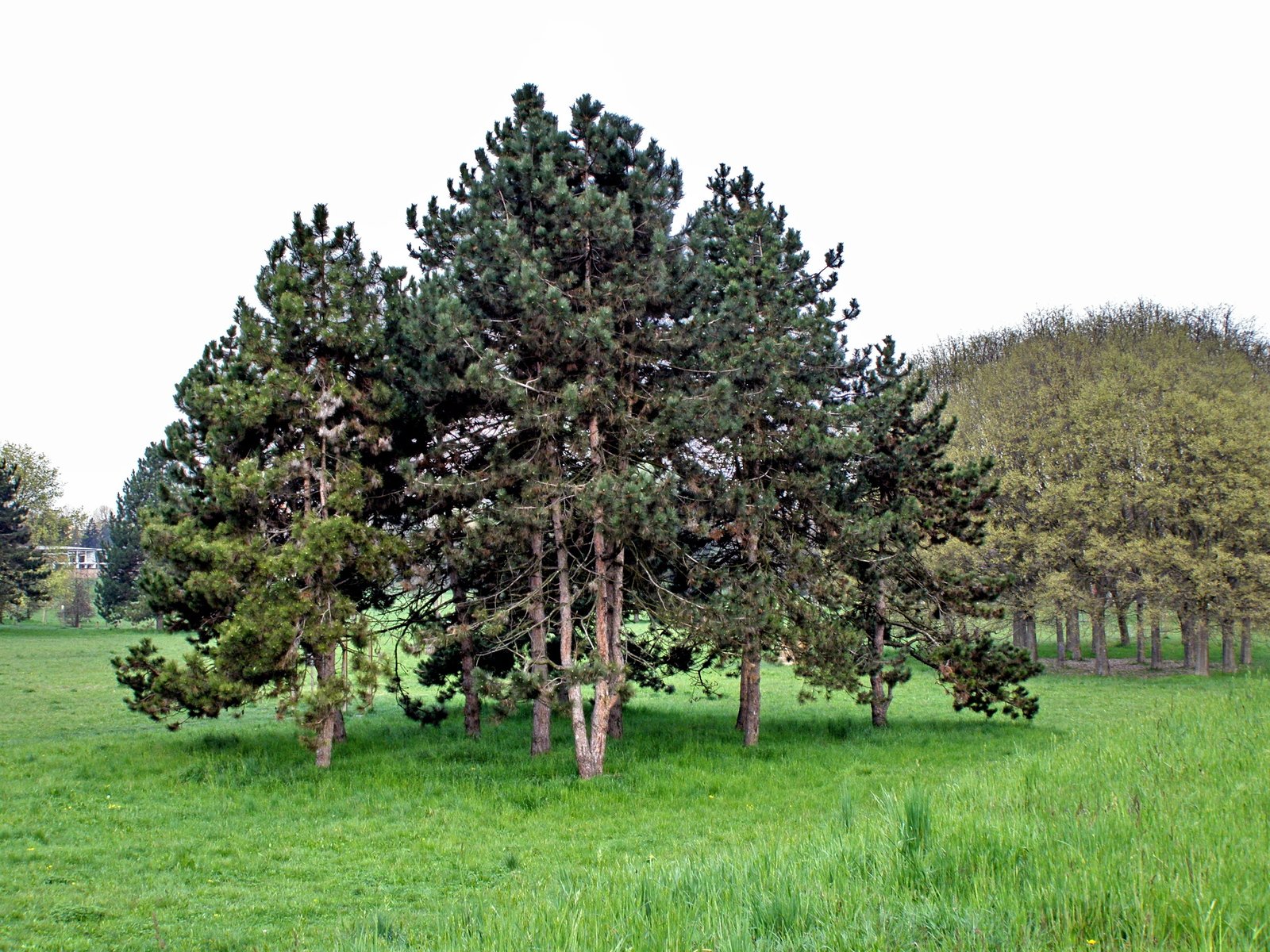 trees growing on the edge of grassy green field