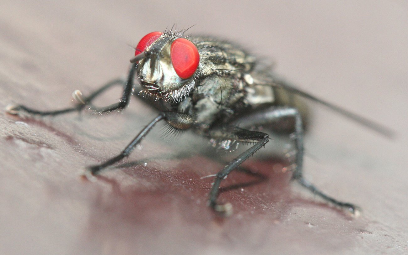 the fly is eating a piece of food