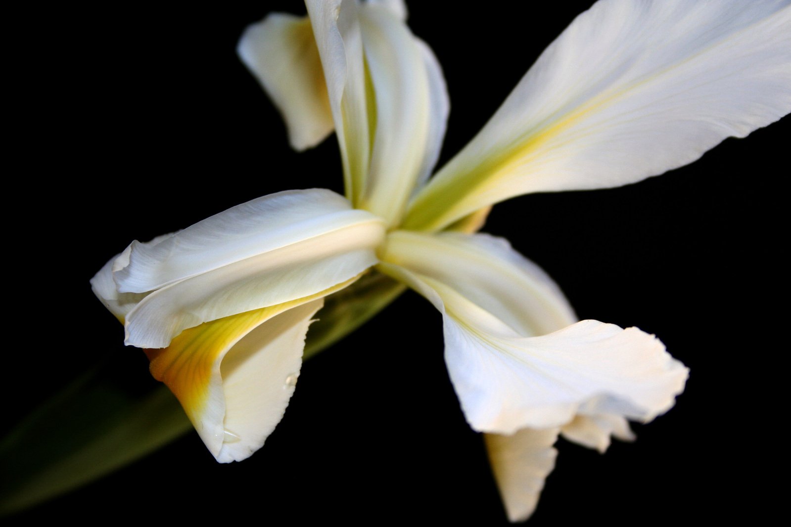 a white flower sitting on top of a black table