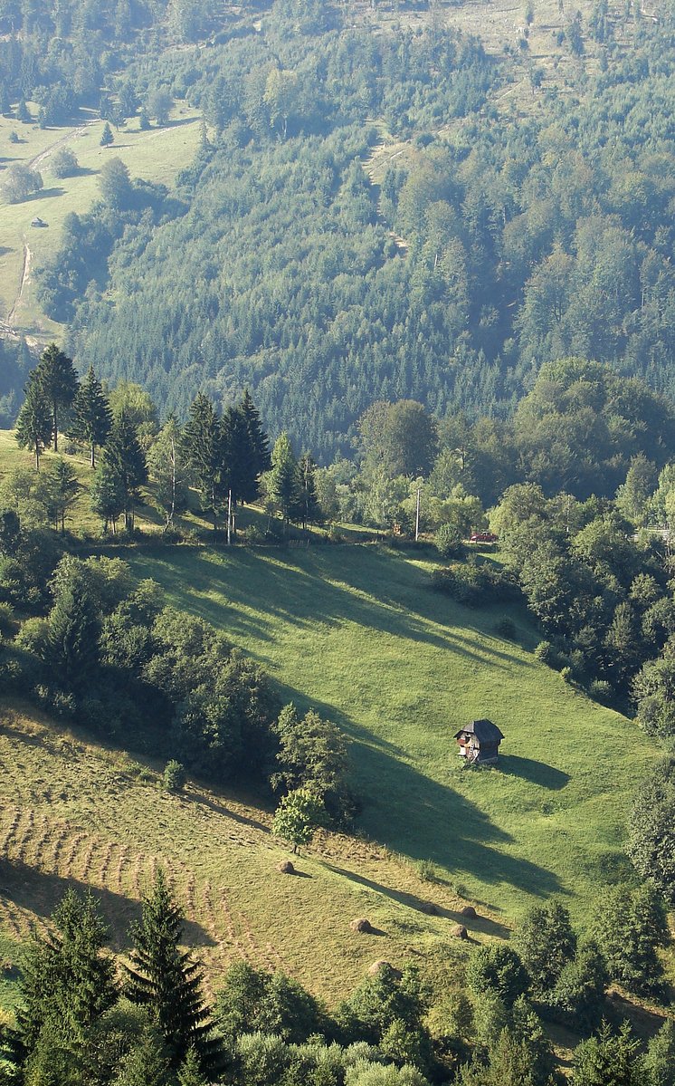 a cow grazing in a lush green field