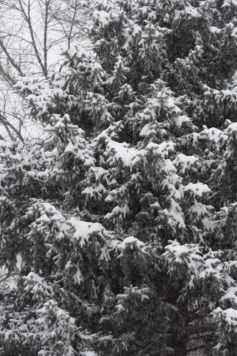 an image of the outside of snow covered pine tree