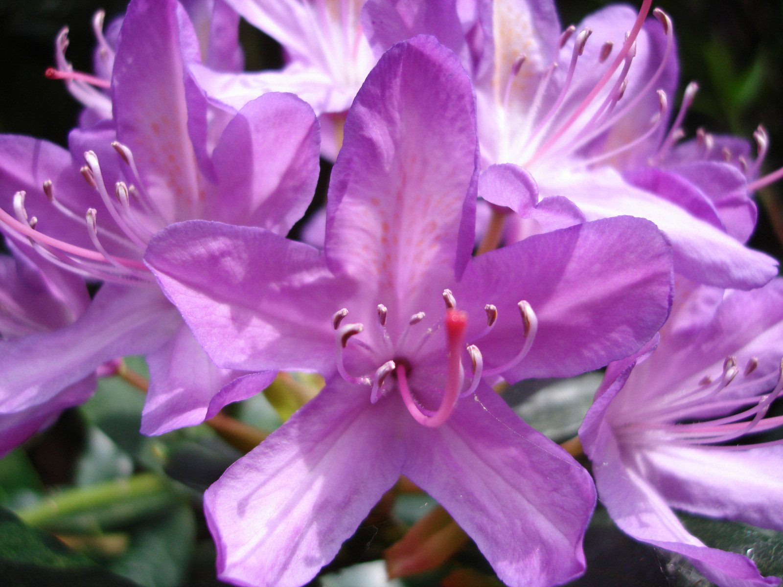 purple flowers are blooming brightly in the sun