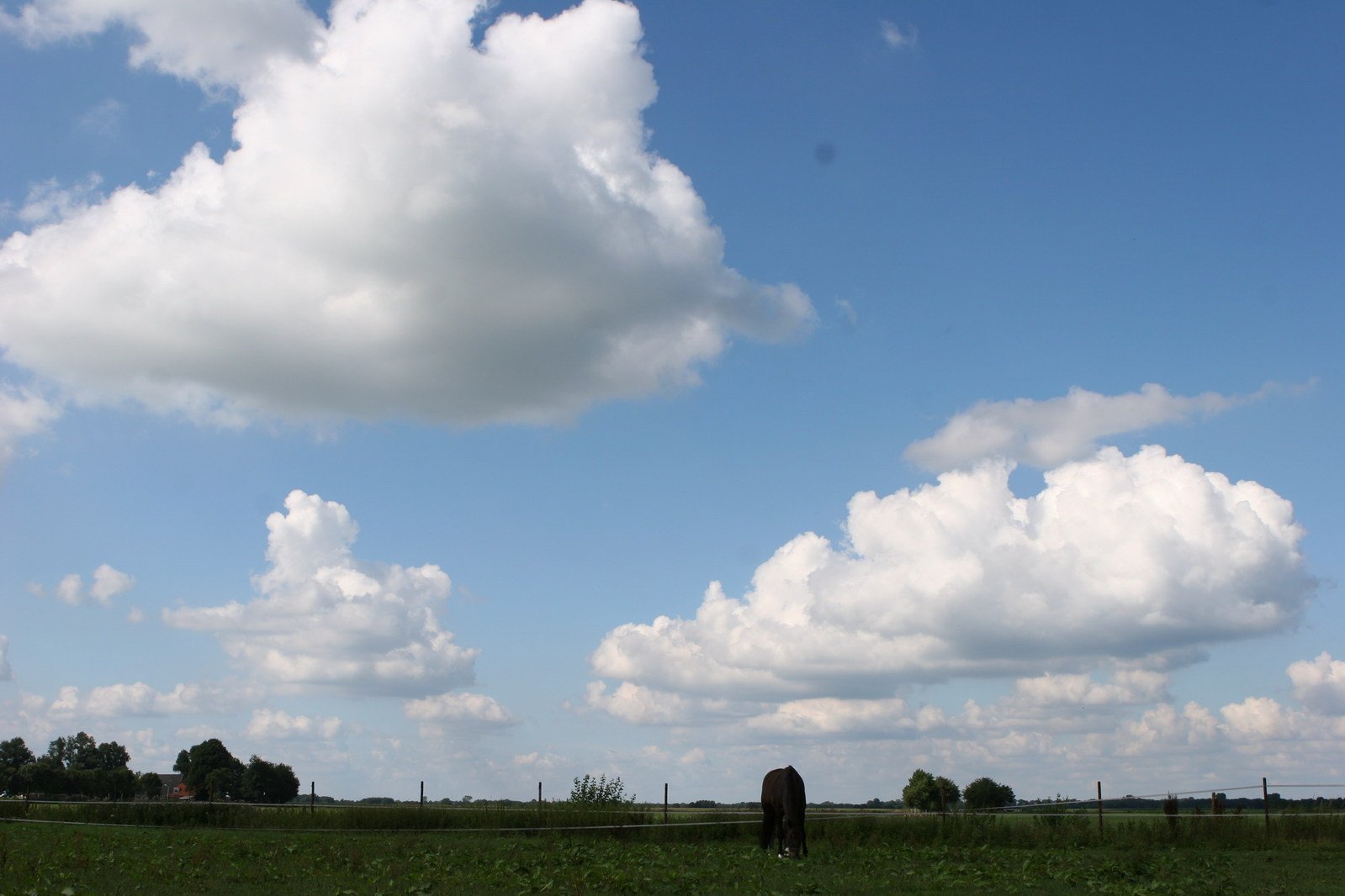 several animals grazing in a field under some clouds