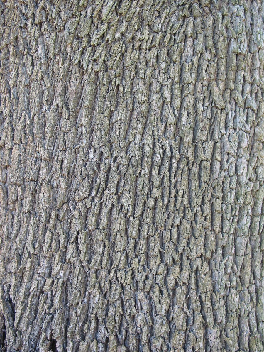 the bark of an old tree has been turned brown