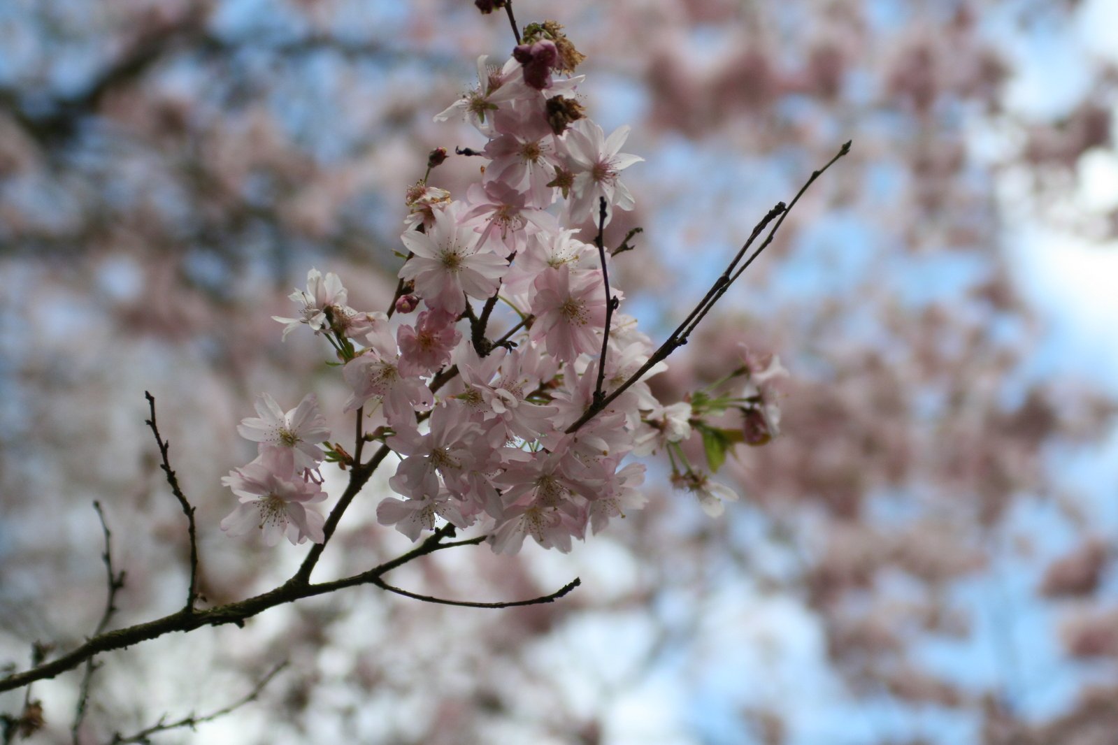 a tree with many flowers with the sky in the background