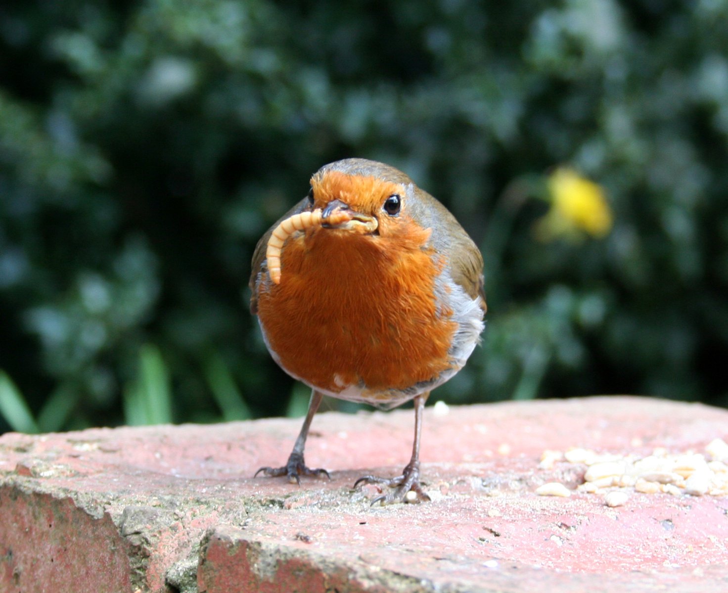 a little bird that is sitting on the ground