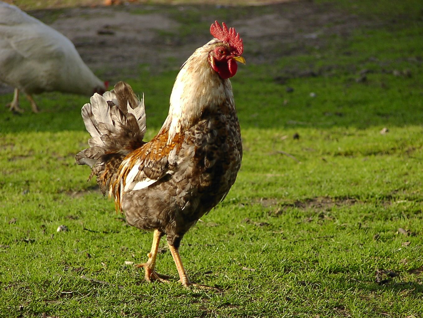 a group of chickens in an open grassy field
