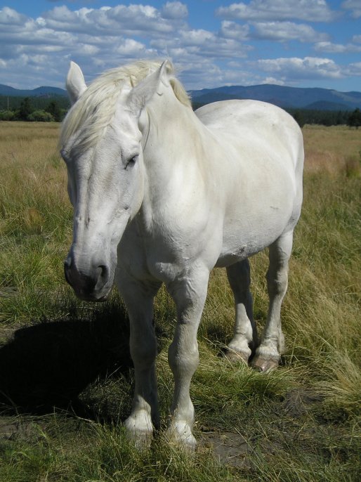 white horse standing on the grass with a sky background