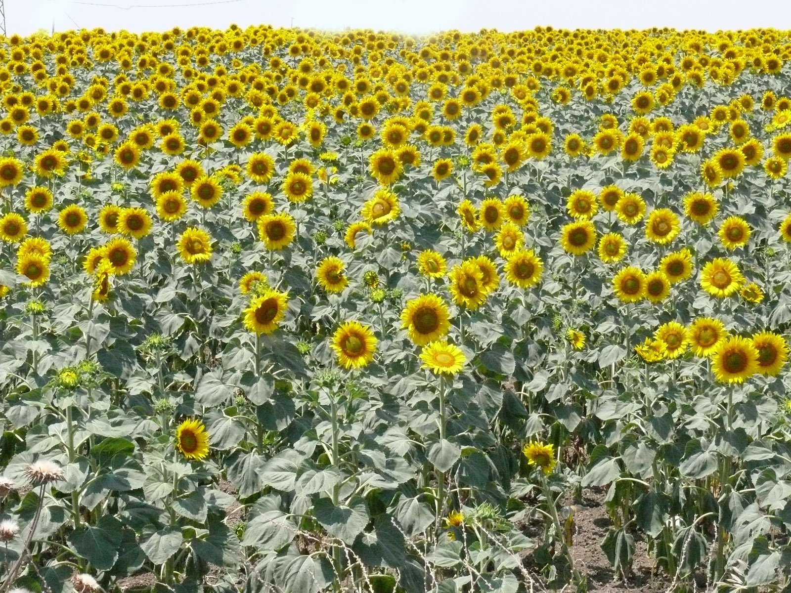 there are many large sunflowers in this field