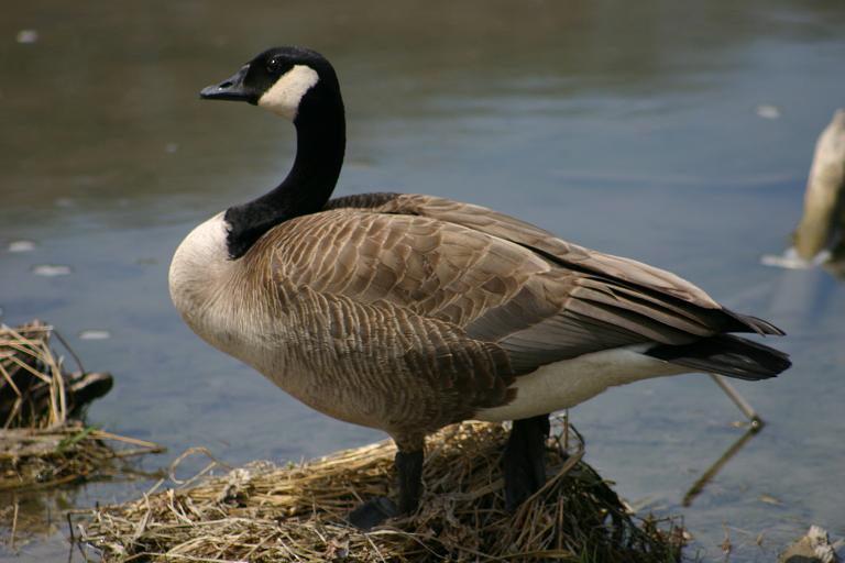a goose standing on top of straw next to water