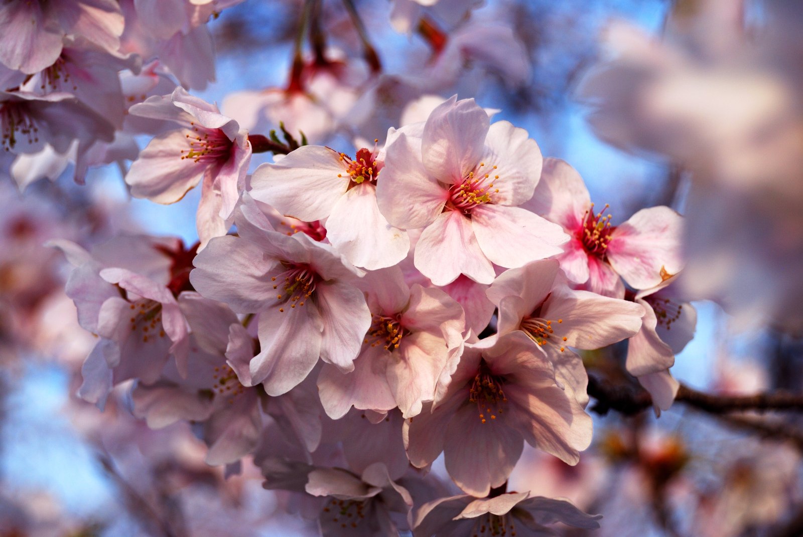 the flowers are pink in the blooming season