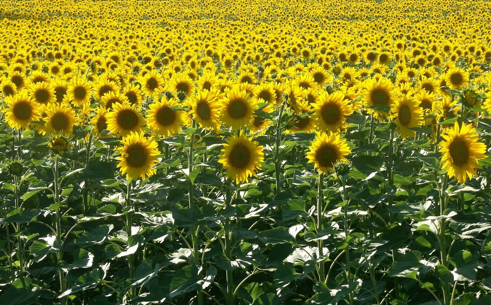 a large field of sunflowers next to a barn