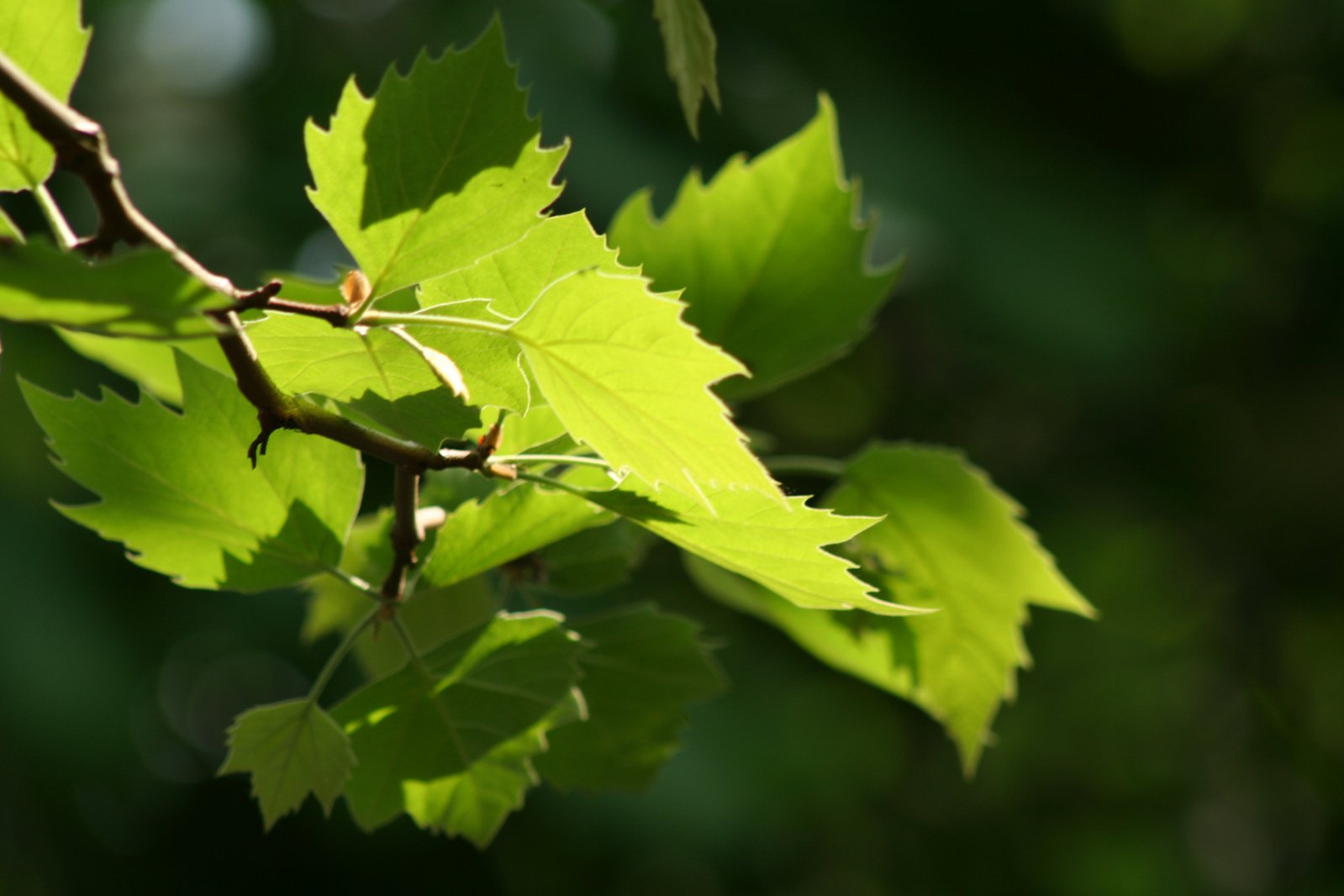 the nch of a tree with bright green leaves