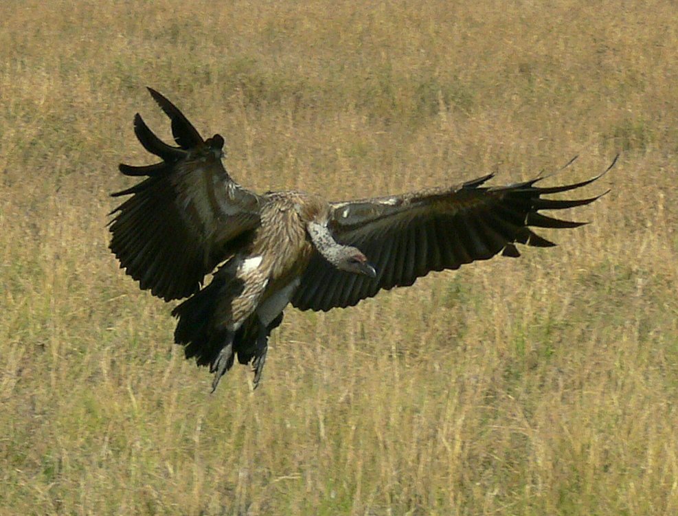 two large vultures flying through the grass in the wild
