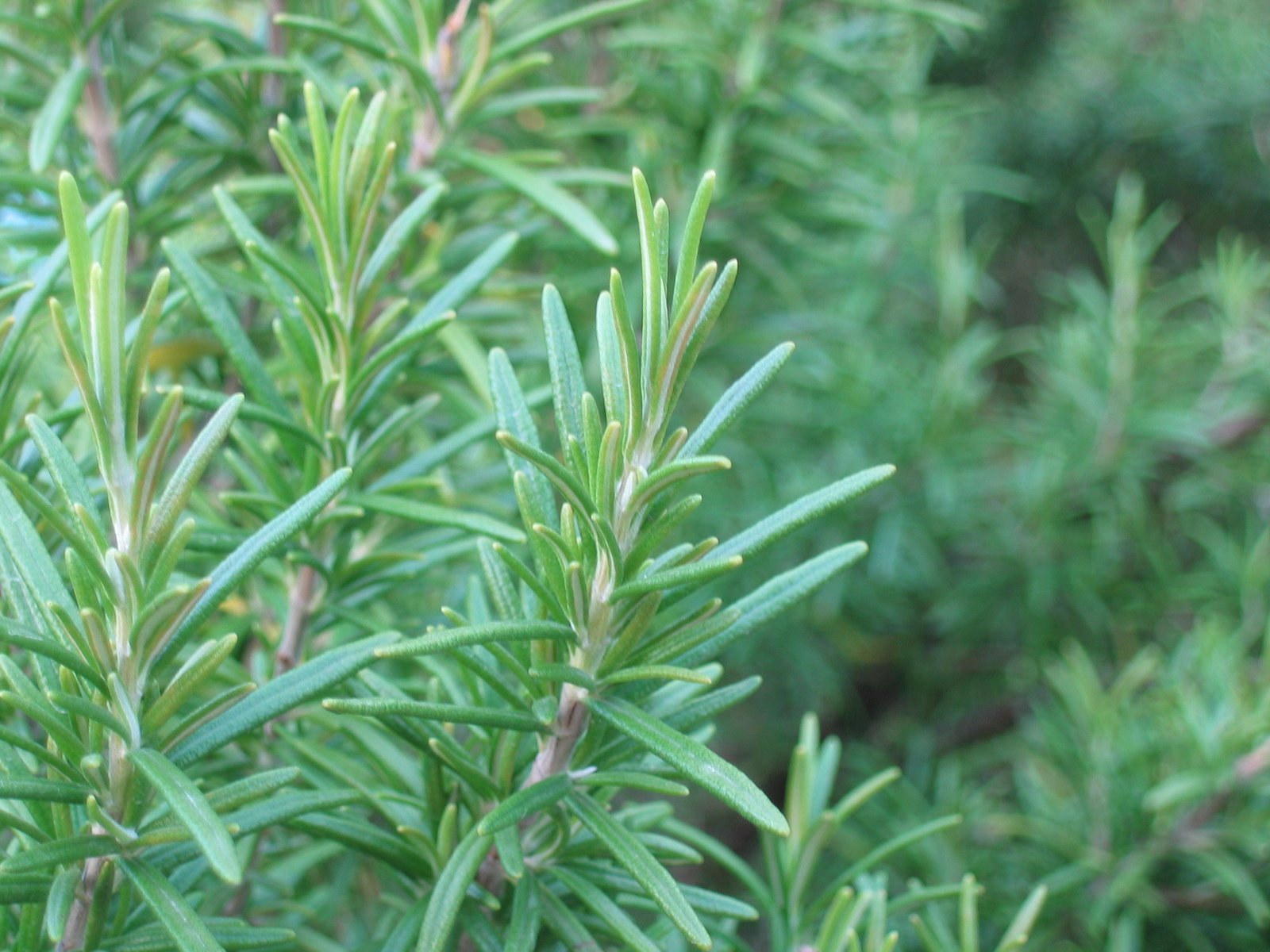 closeup of young leaves on a shrub