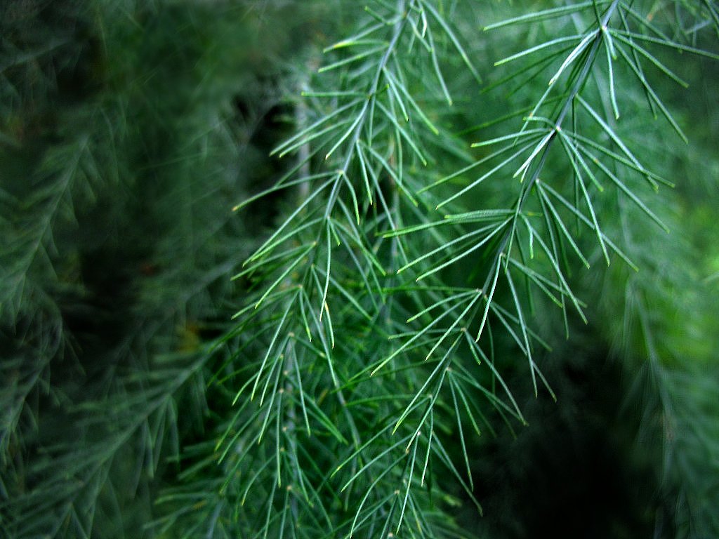 leaves of a pine tree are blurred on the camera