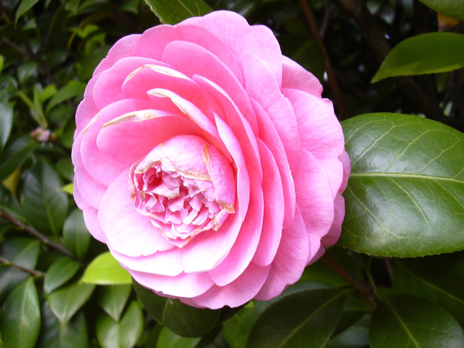 a large pink rose that is standing in front of green leaves