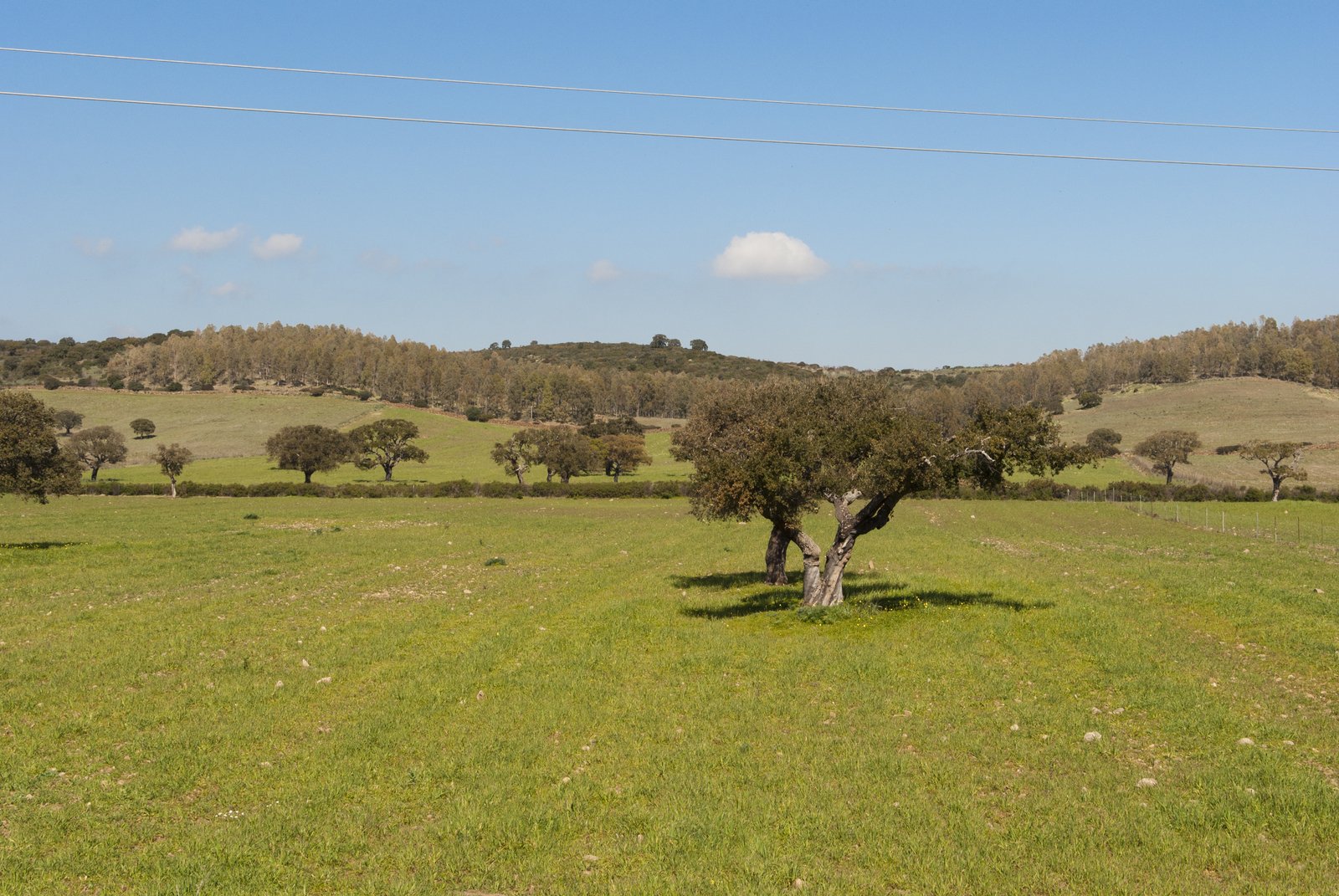 two trees sit in the middle of a field