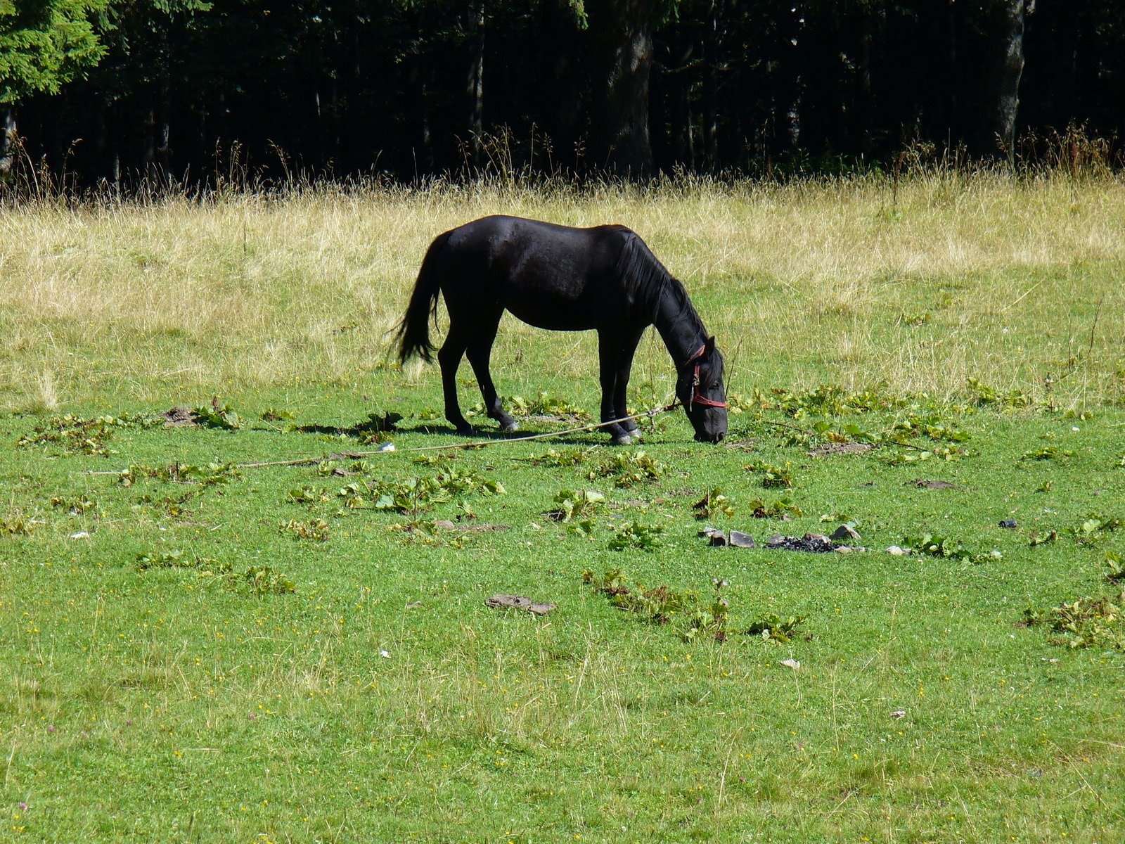 the horse is grazing in the grass alone