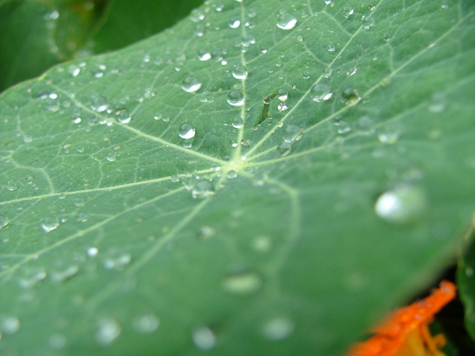 the wet leaf shows lots of water droplets