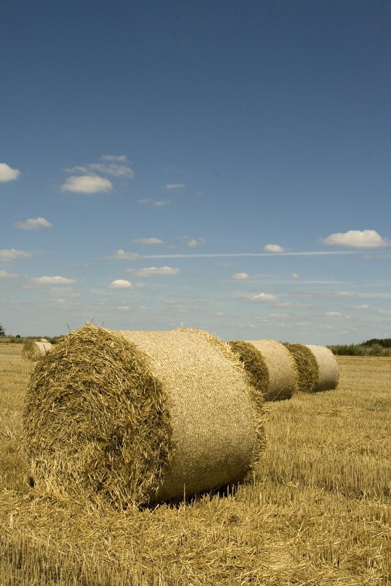 a large grassy field with some round hay bales in it