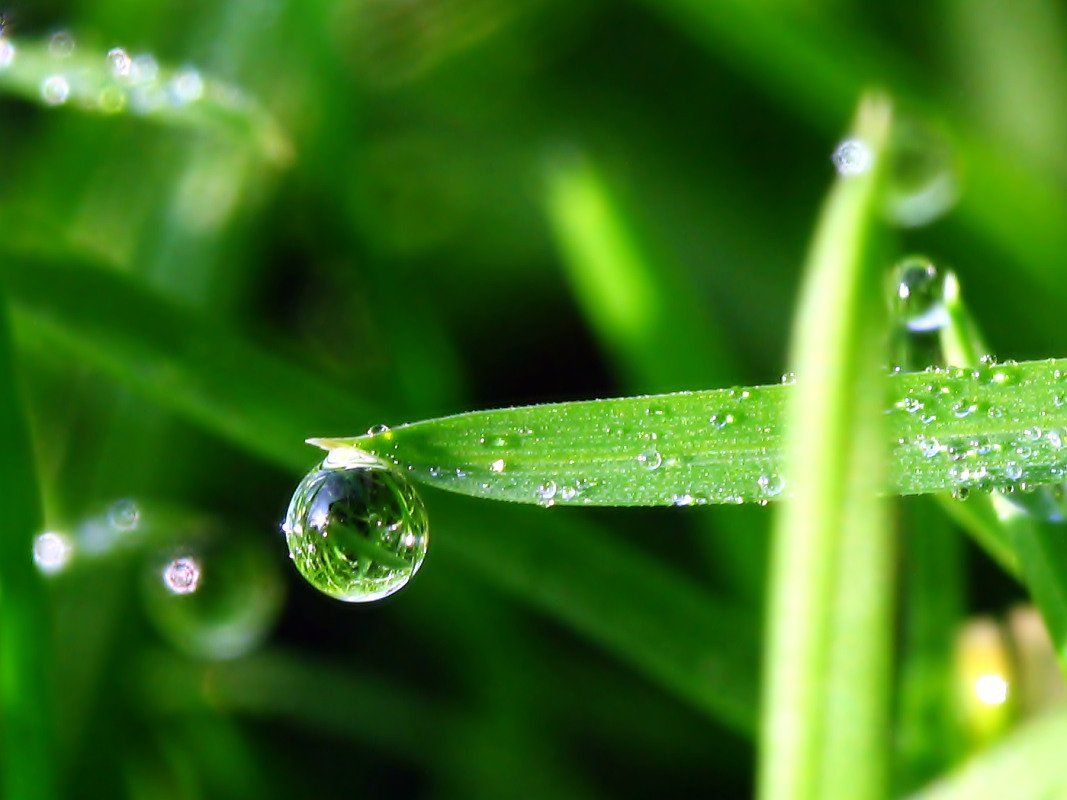 a close up of the end of a drop of dew